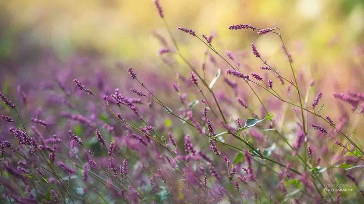 wildflowers