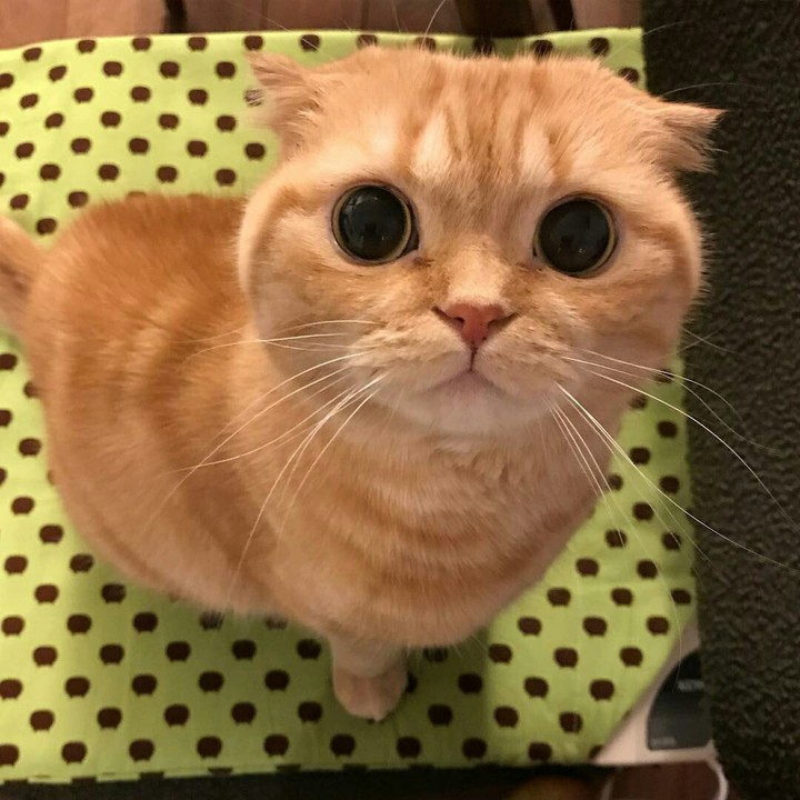 Котик
