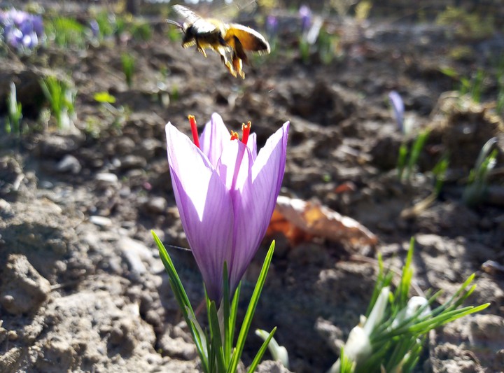 bee