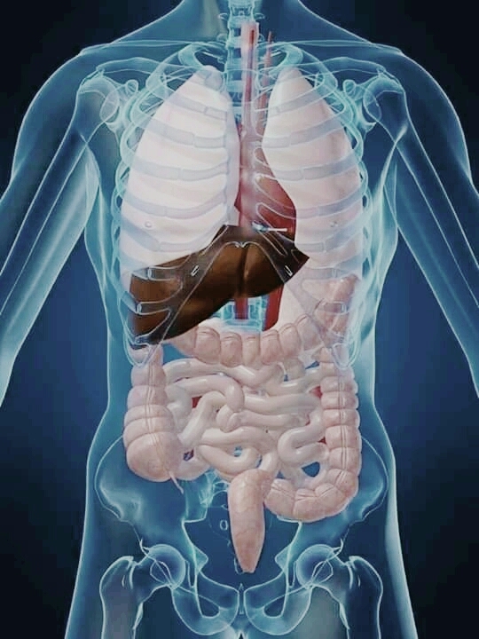3D Human Anatomy