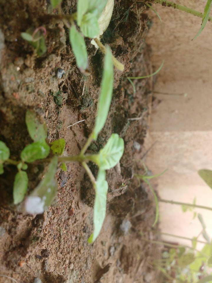 Little garden