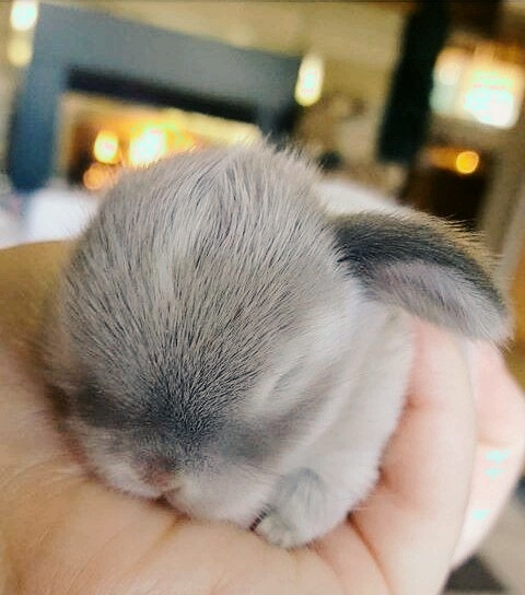 Sleeping Bunn.