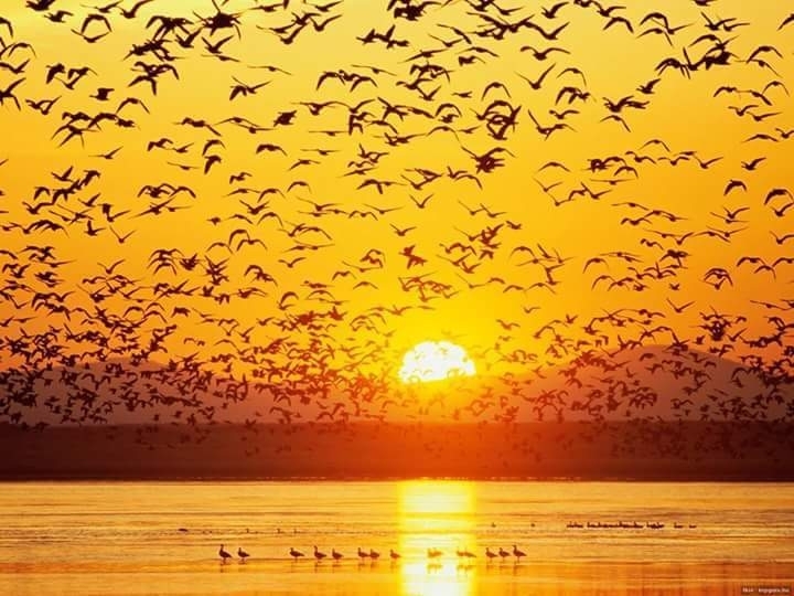 Birds over the sea