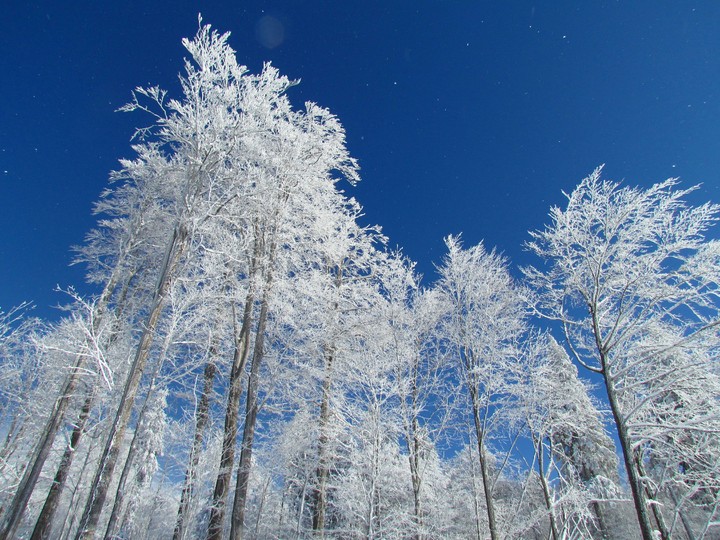 Winter tree