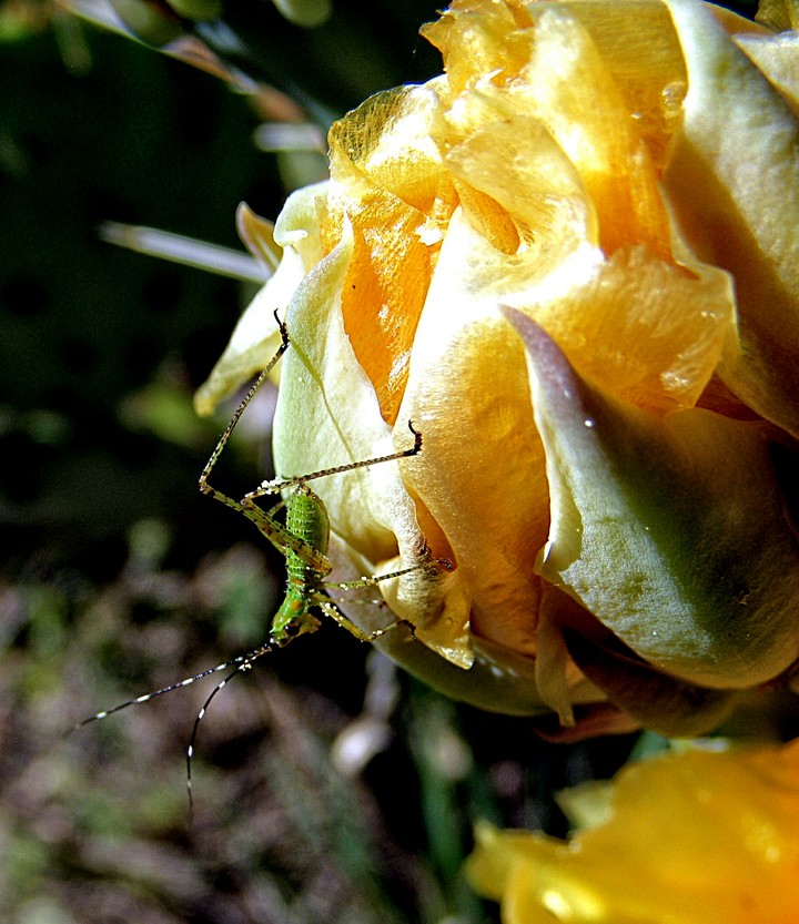 Immature  Katydid on cactus bloom