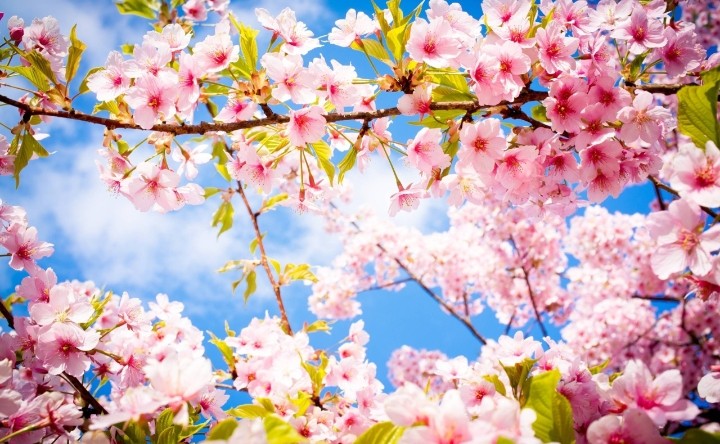 Hey Spring