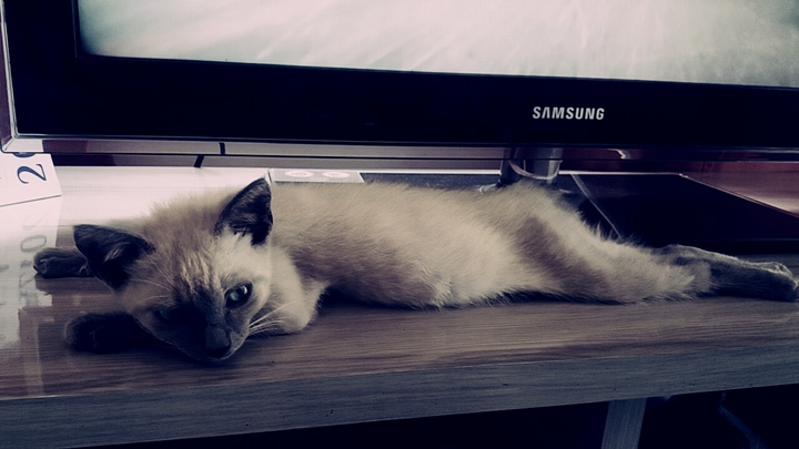 My cat is beautiful