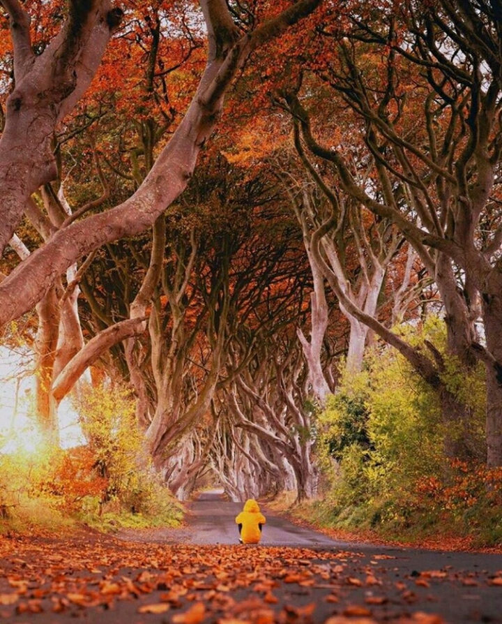 mystery of trees