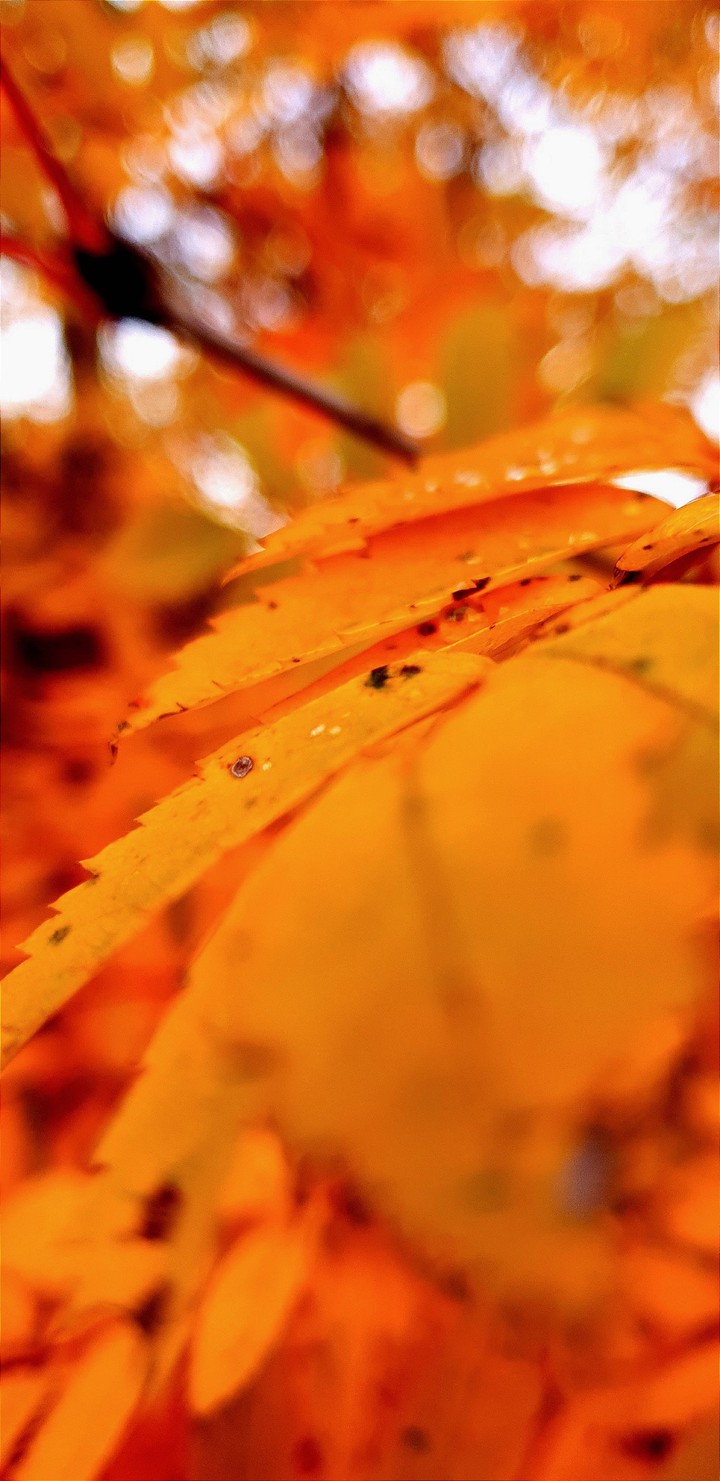 leaves •