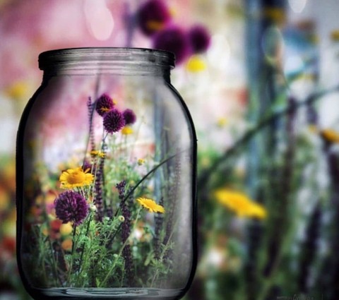 plant, flower Hintergrundbilder