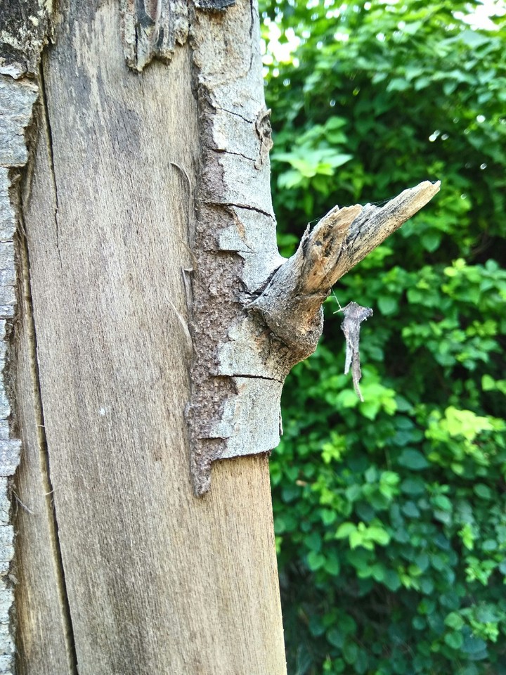 wood
