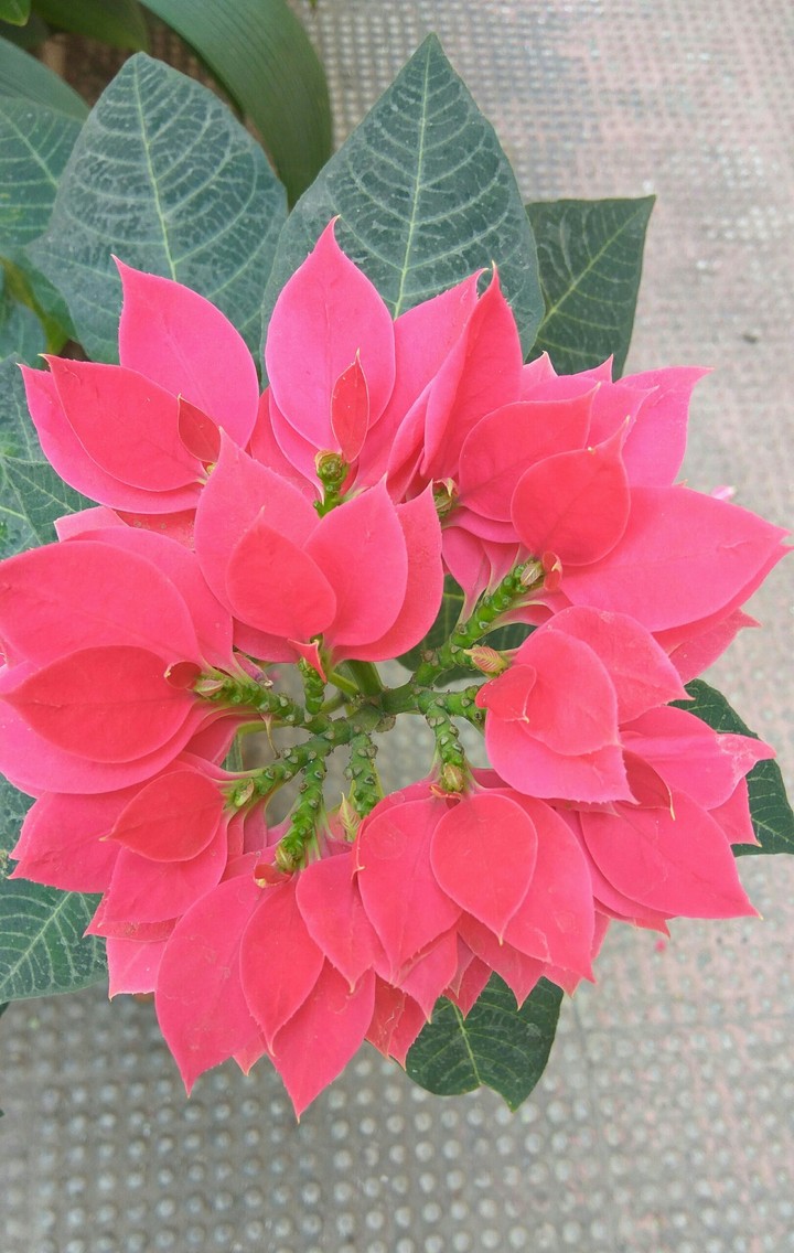 Christmas Flower 