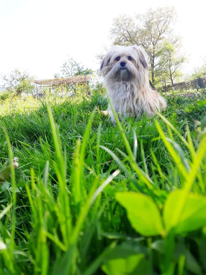 My cute dog