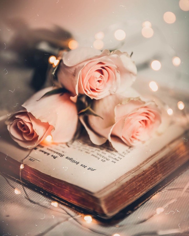 book and rose?