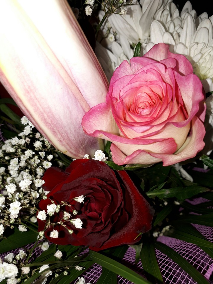 rose.