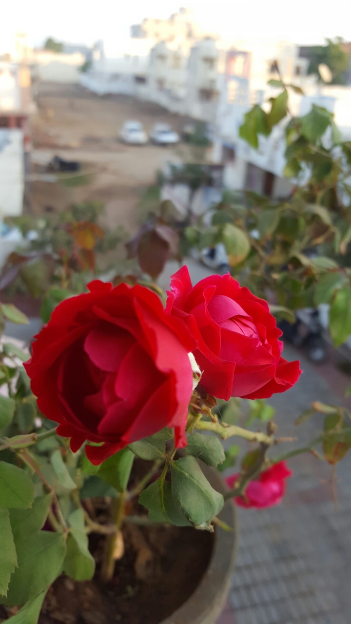 Pair of red rose...