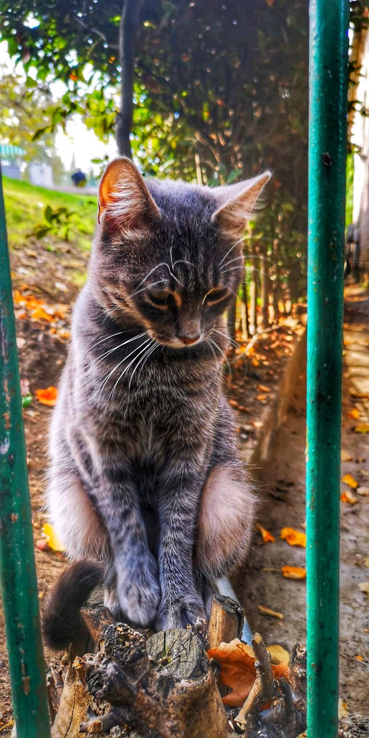 cat