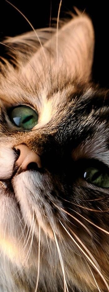 Chaton