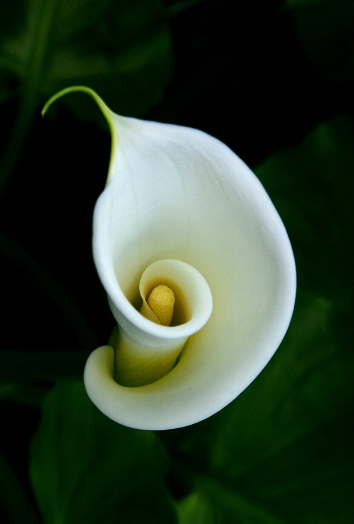 calla lily