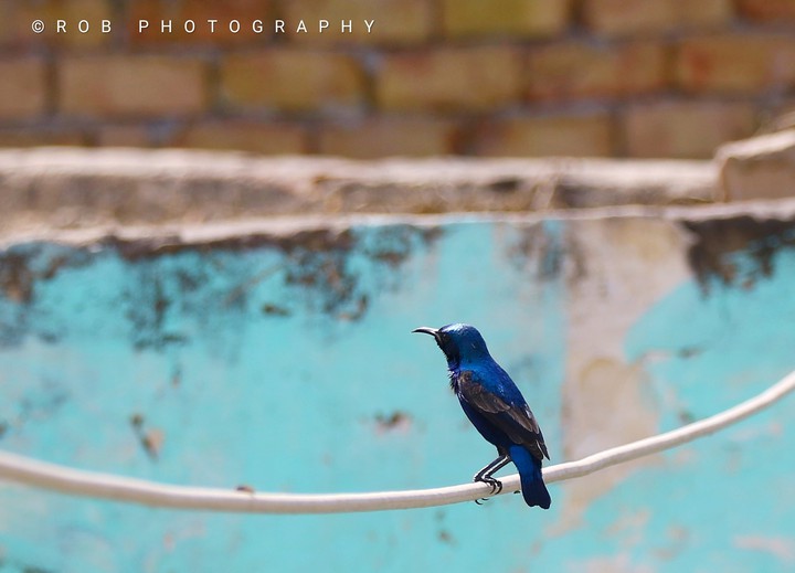 Humming Bird