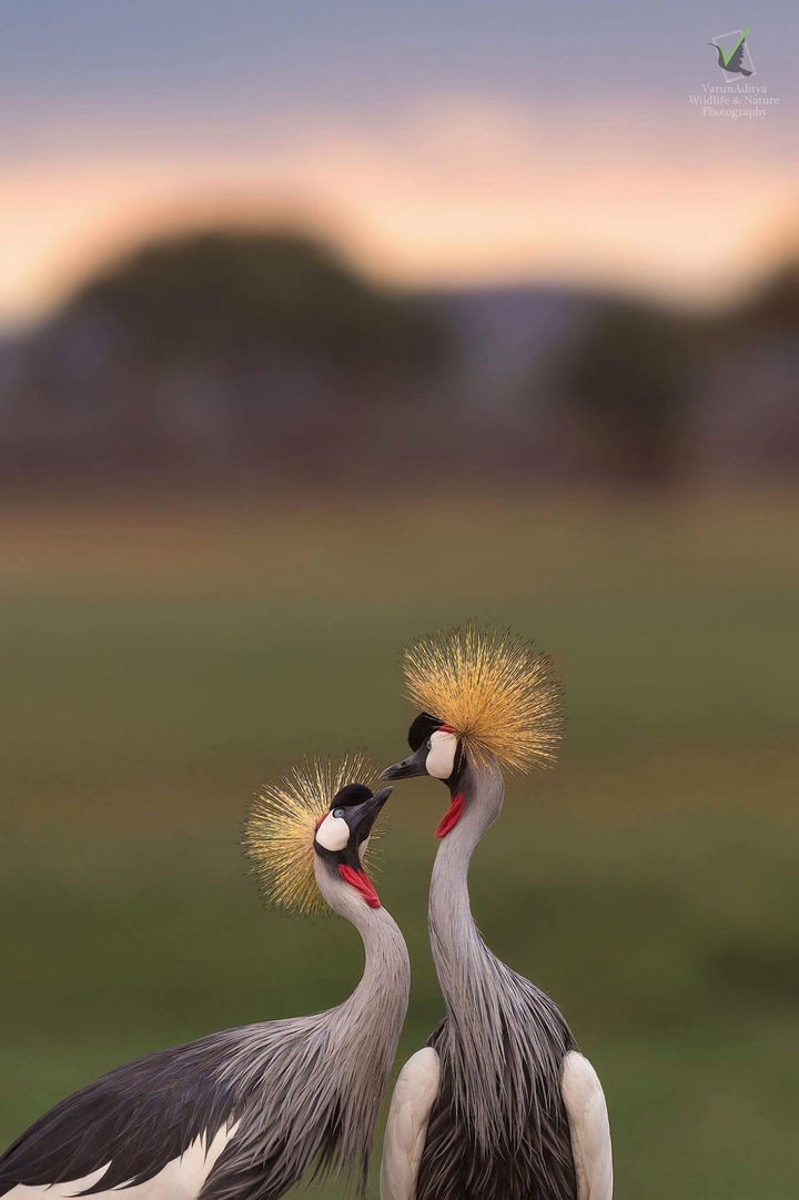 crowned crane