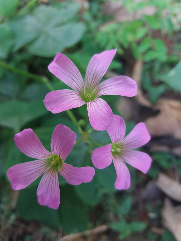 Flores