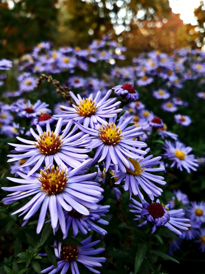 autumn's flowers