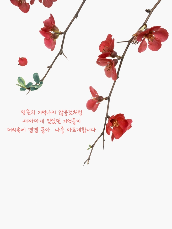 아리