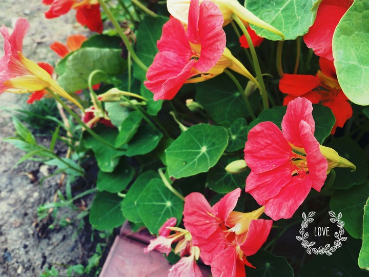 flower