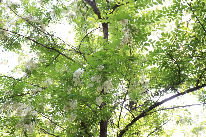 숲