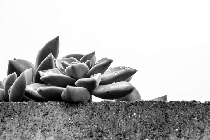 suculenta