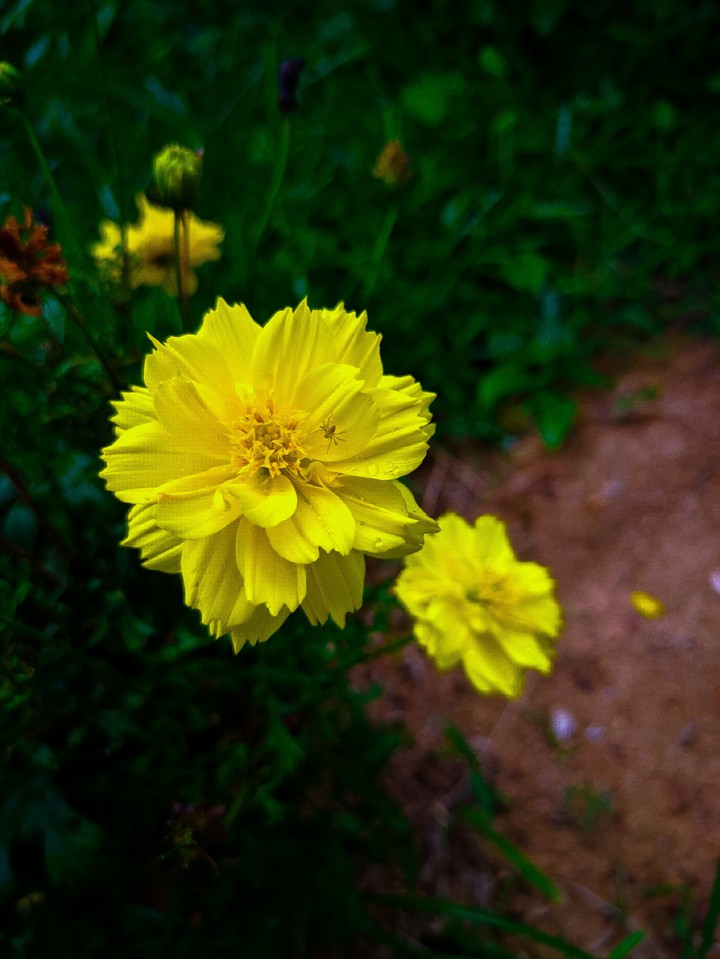 Yellow beauty
