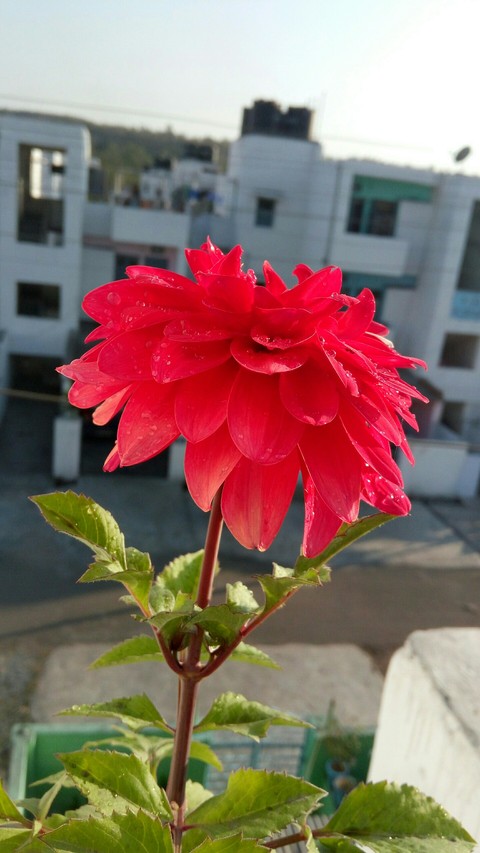 flower