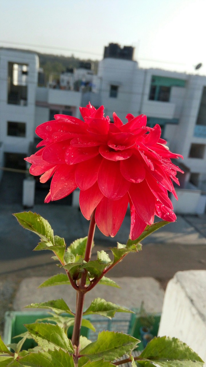 flower