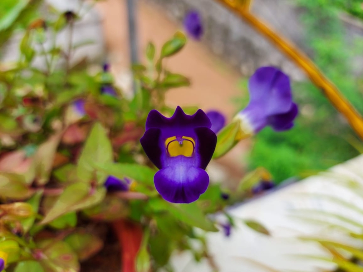 beauty is violet