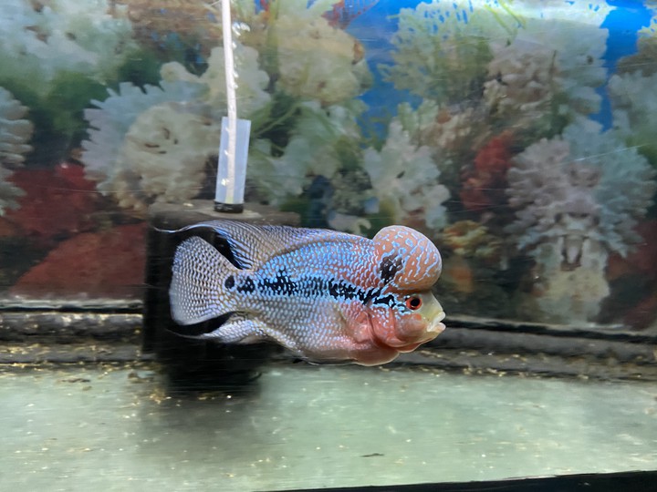 Beautiful Fish