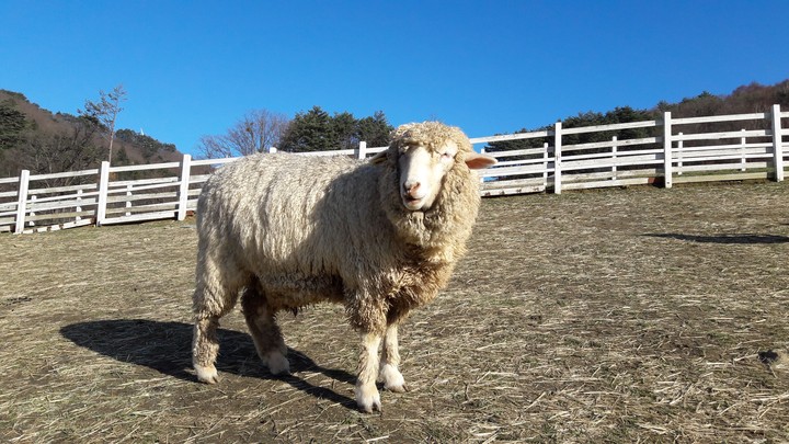 A sheep