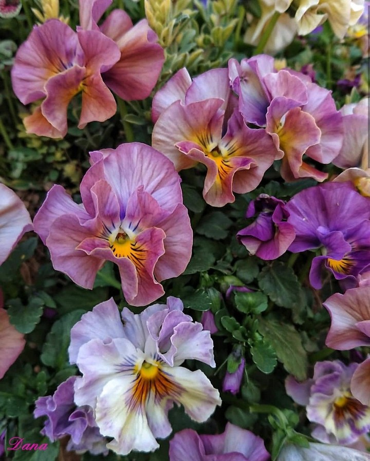 Viola