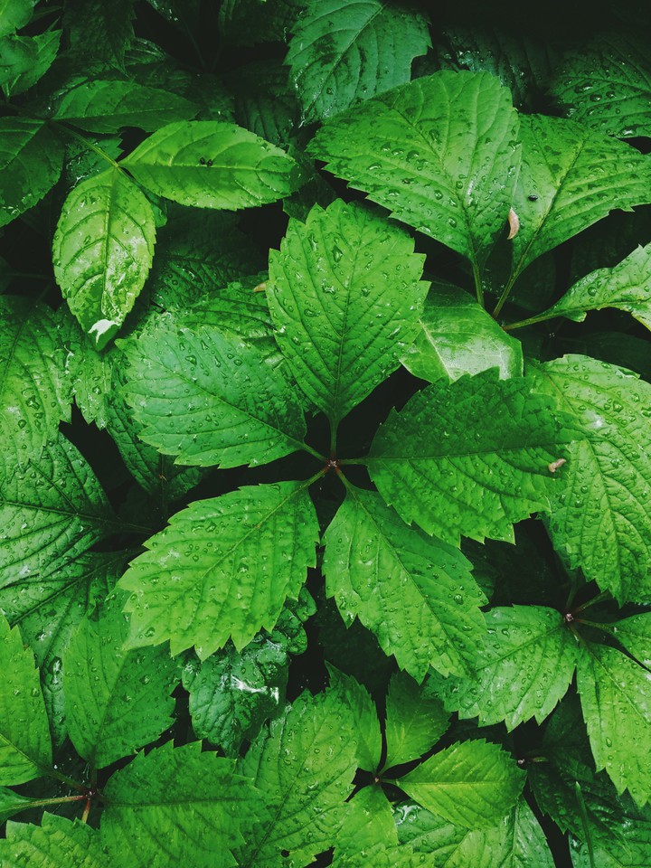 green