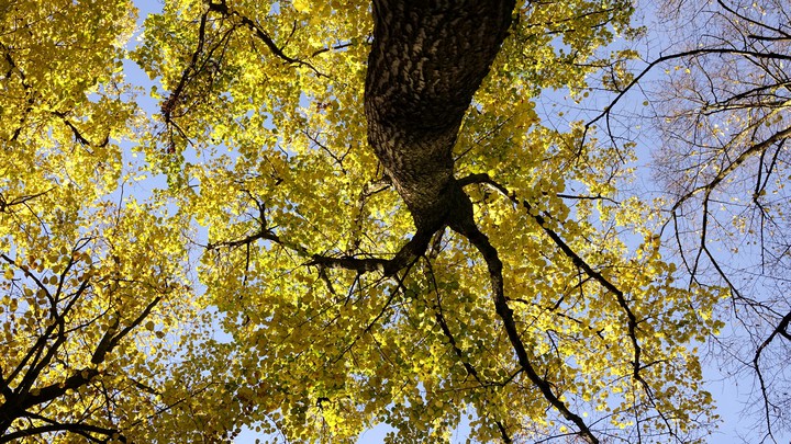 Trees
