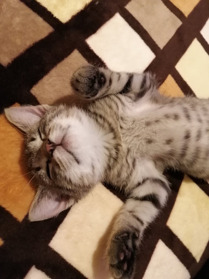котики