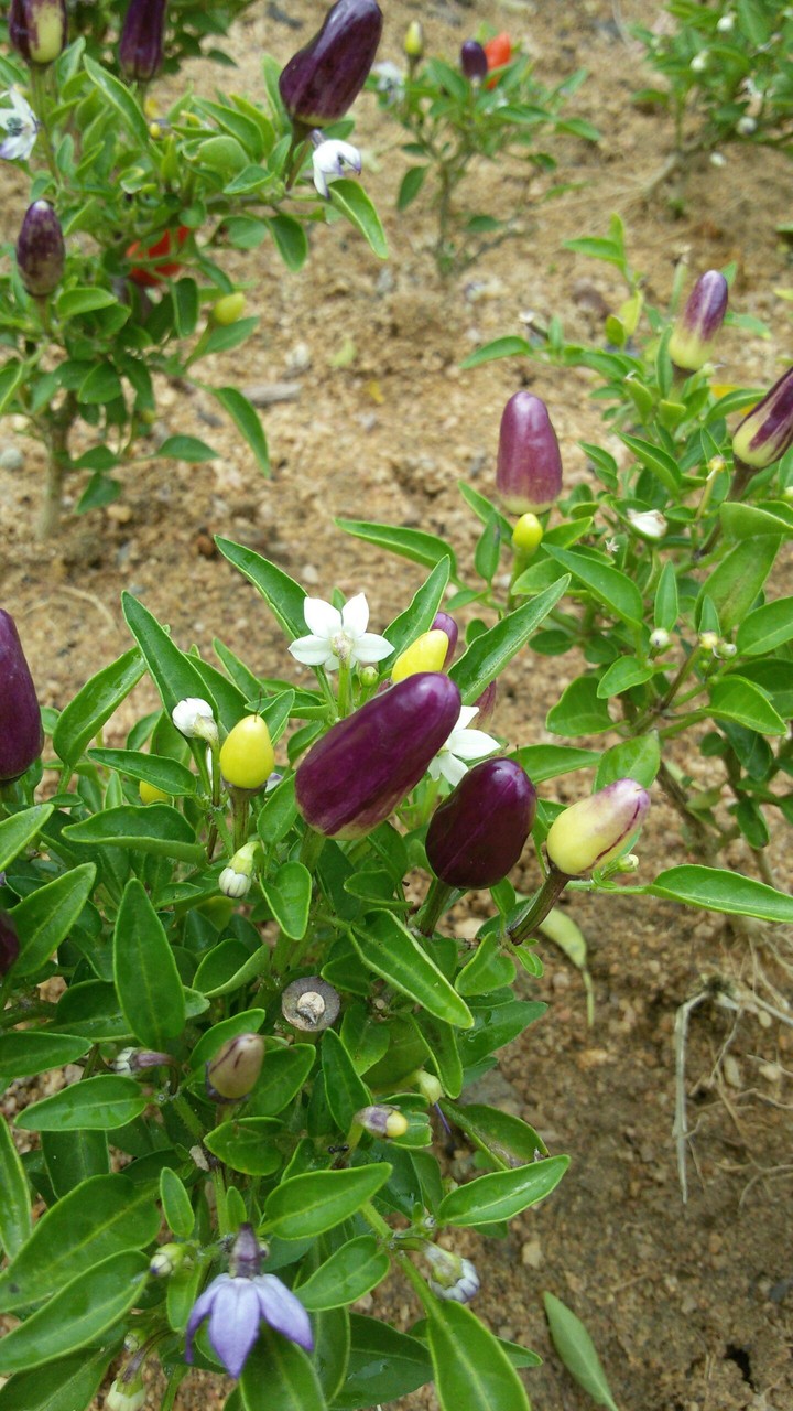 Peppers