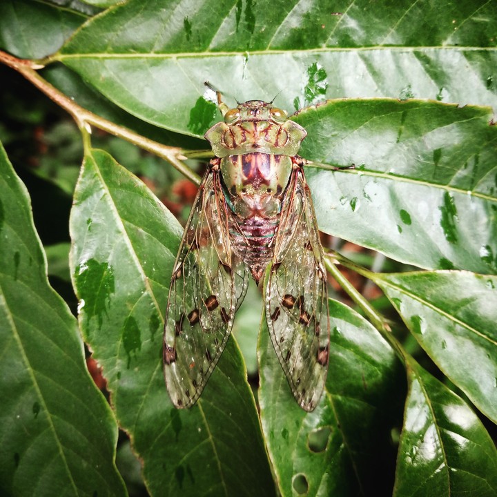 Cigarra