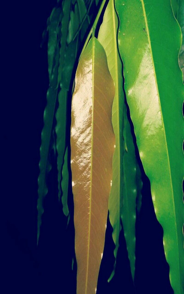 Dark & Green
