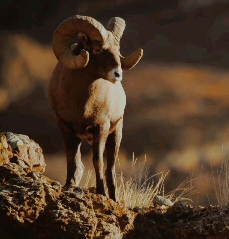 Animal..