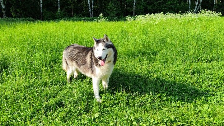 Husky Balu in summer
