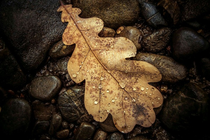Dead Leaf
