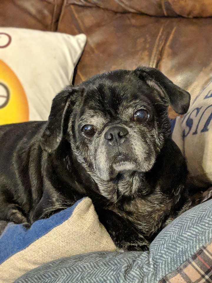 Spencer the pug