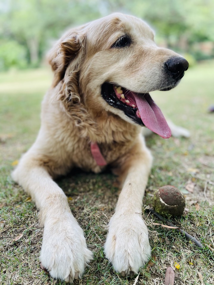retriever