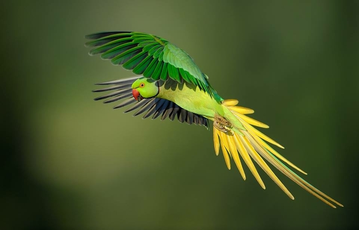 flying
